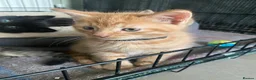 Mixed Breed cats for sale: Beautiful characterful kittens for sale. - Advert 22