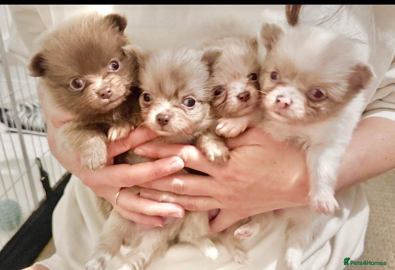 Pomchi dogs Beautiful lilac merle chihuahua cross Pomeranian  - Advert 1