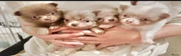 Pomchi dogs for sale: Beautiful tiny lilac merle chihuahua Pomeranian  - Advert 3