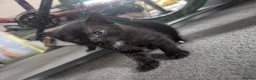 Mixed Breed cats for sale: 3 Female kittens available in Llandysul - Advert 4