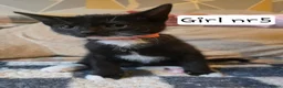 Mixed Breed cats for sale: Kittens - Advert 4