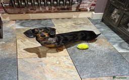 Miniature Dachshund dogs for sale: Rehoming - Mini dachshund (3) & French Bulldog (8) - Image 4