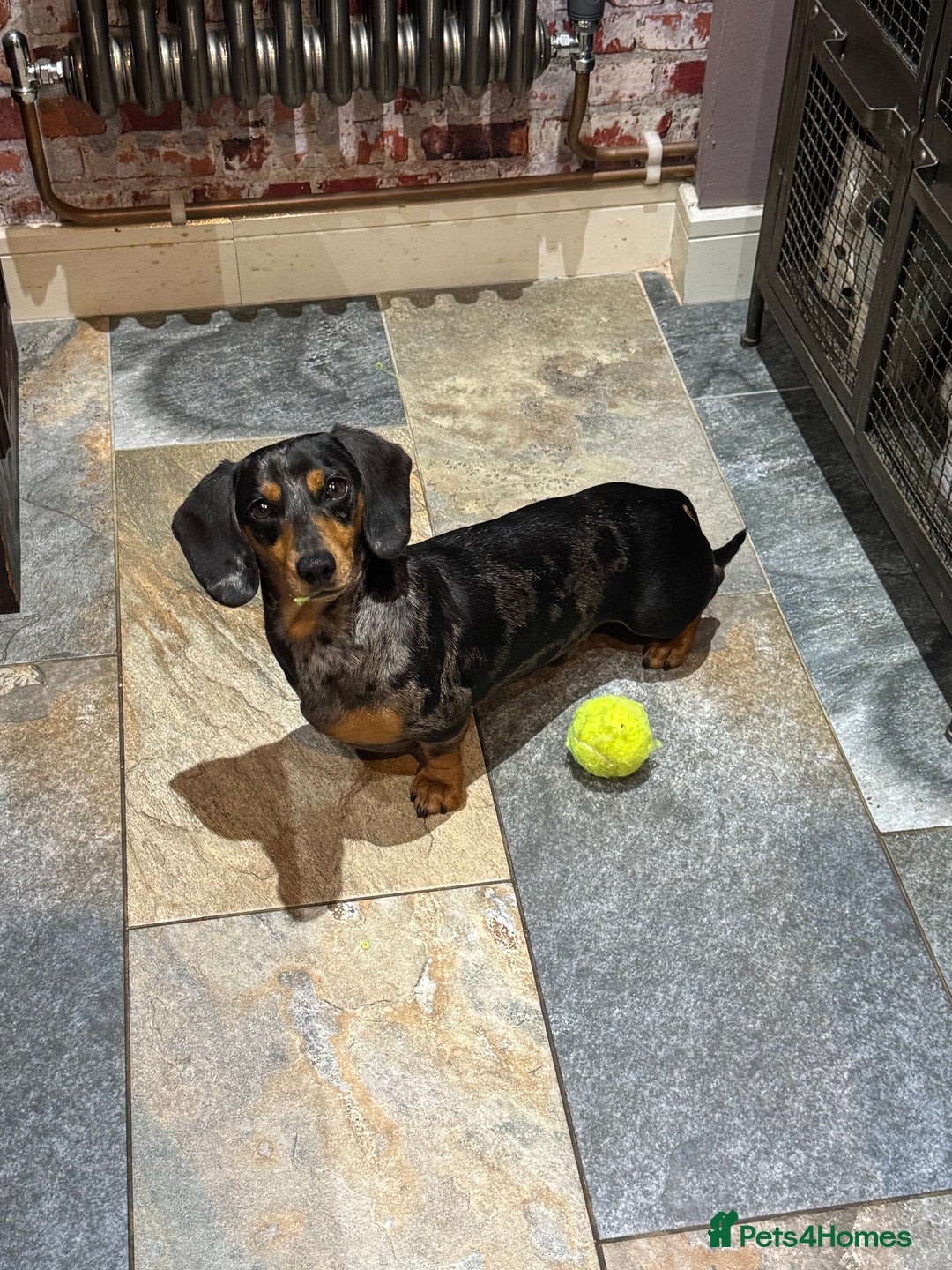 Miniature Dachshund dogs for sale: Rehoming - Mini dachshund (3) & French Bulldog (8) - Image 4
