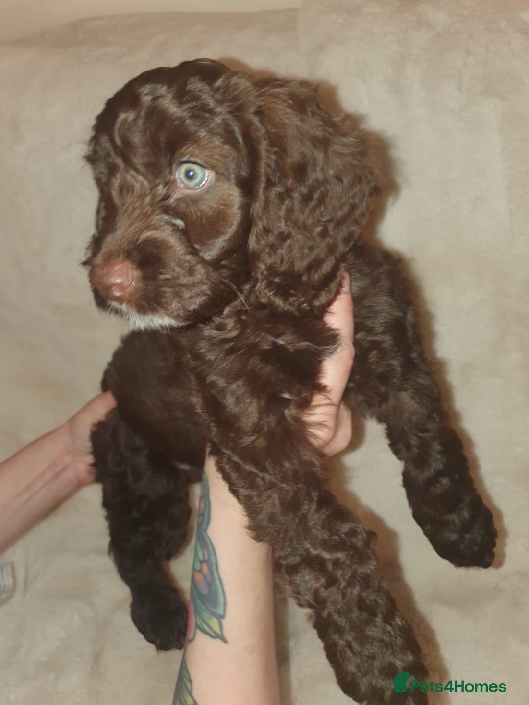 Cockapoo dogs for sale: F2 cockapoos  - Image 30