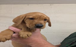 Labrador Retriever dogs for sale: Gorgeous Labrador Puppies for sale - Image 11