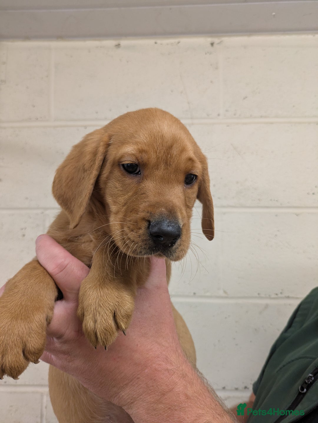 Labrador Retriever dogs for sale: Gorgeous Labrador Puppies for sale - Image 11