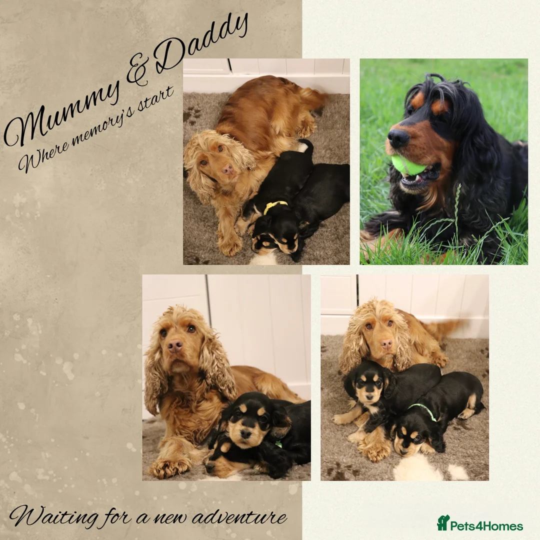 Cocker Spaniel dogs for sale: Two outstanding show cocker spaniels  - Advert 3