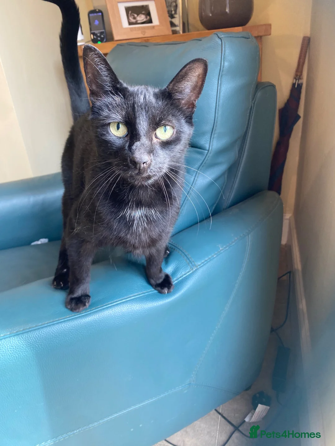Mixed Breed cats for sale: Alfie - Advert 3