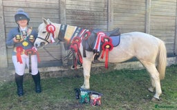 Welsh Section A horses for sale: Welsh Mountain pony x Arab - Image 5