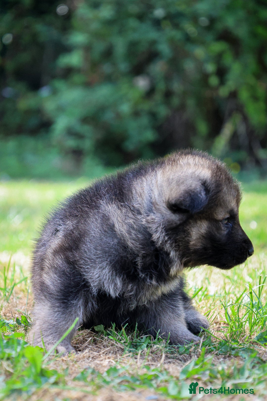 German Shepherd dogs for sale: ❤️KC HEALTH TESTED PARENTS ❤️ - Image 9
