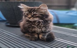 Mixed Breed cats for sale: Cute kittens - Image 27