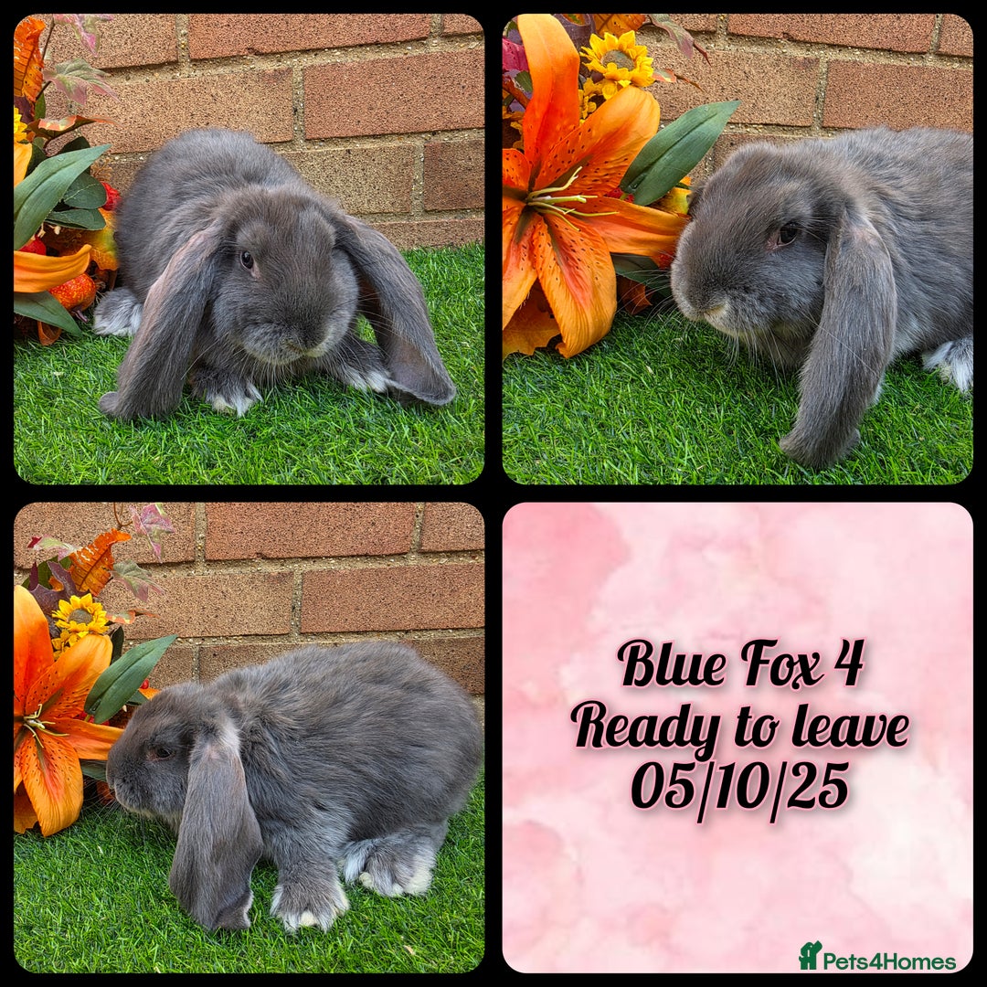 French Lop rabbits for sale: Fully Pedigree French Lops - Image 9