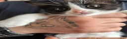 Mixed Breed cats for sale: Tuxedos  in Ringwood - Advert 2