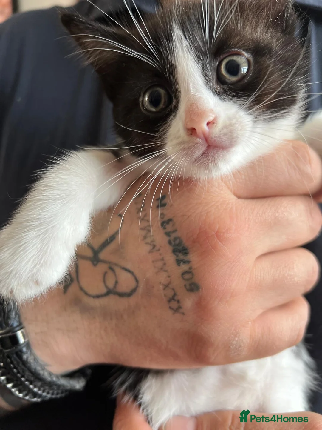 Mixed Breed cats for sale: Tuxedos  in Ringwood - Advert 2