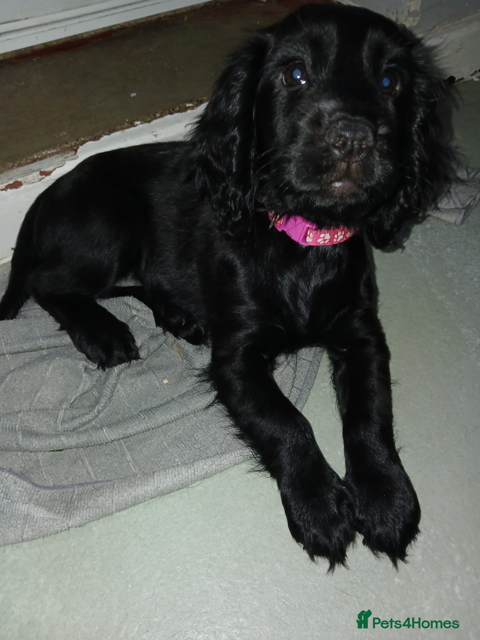 Cocker Spaniel dogs Black And Brown Cocker Spaniels - Advert 2