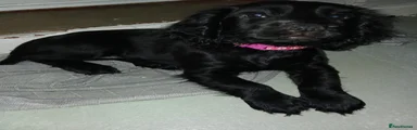 Cocker Spaniel Black