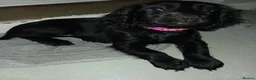 Cocker Spaniel dogs for sale: Black And Brown Cocker Spaniels - Advert 1