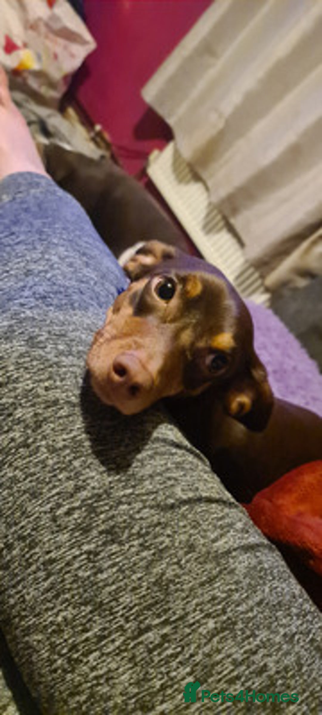 Dachshund dogs for sale: Stunning Dachshund - Image 3