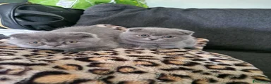 Scottish Fold Kitten 2