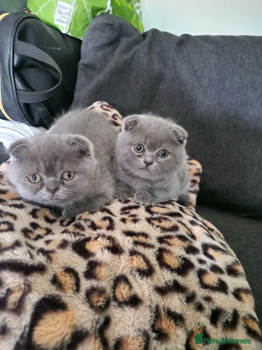Scottish Fold cats for sale: Scottish fold  in Wellingborough - Advert 2