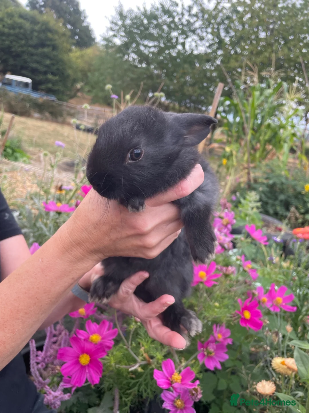 Dutch rabbits for sale: Male baby bunnies  in Oswestry - Advert 2