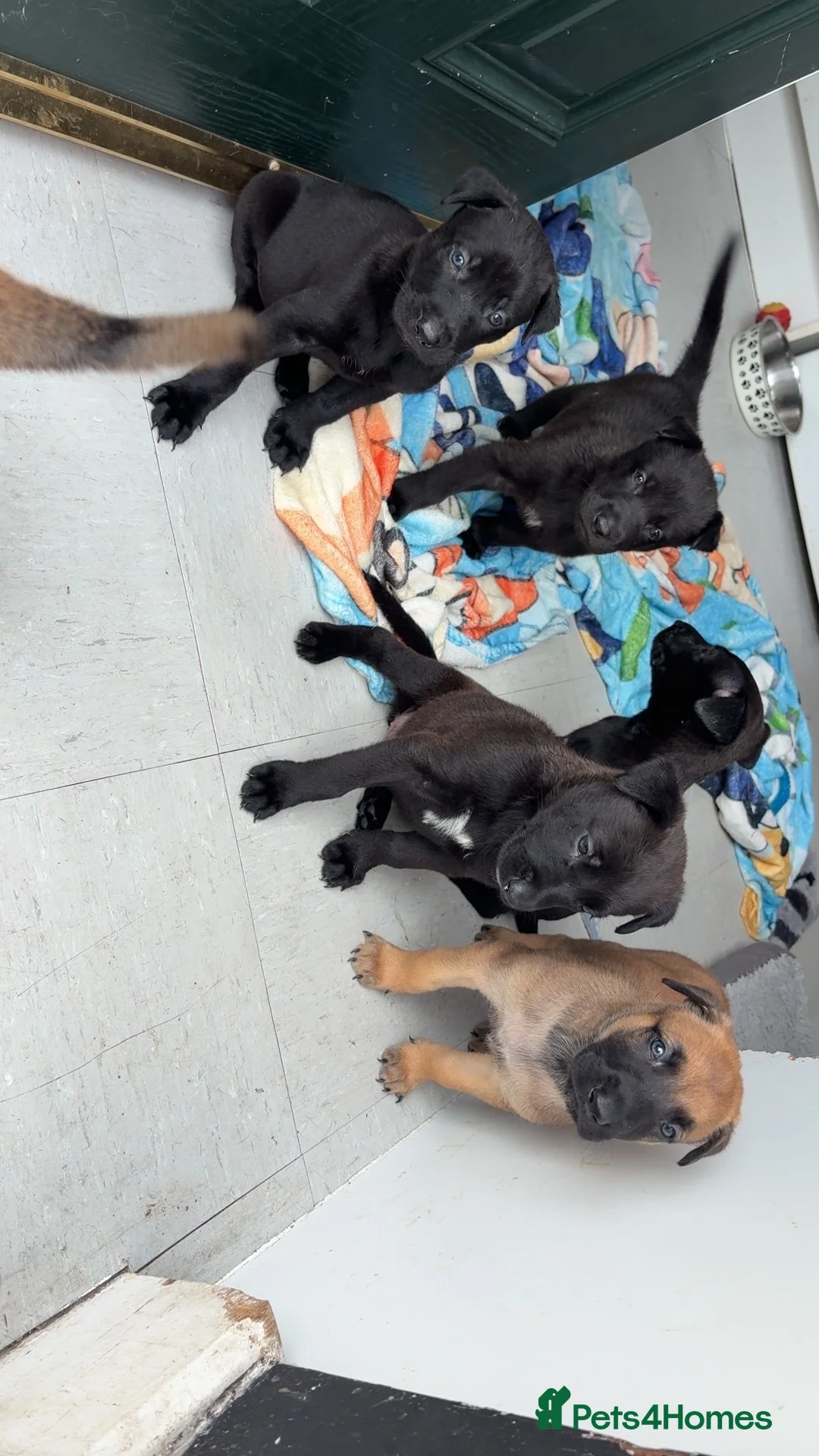 Belgian Shepherd Dog dogs for sale: Dutch herder x bull Mali  in Ryton - Advert 11