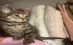 Domestic Shorthair cats for sale: Loving Male Tabby For Sale - Image 3