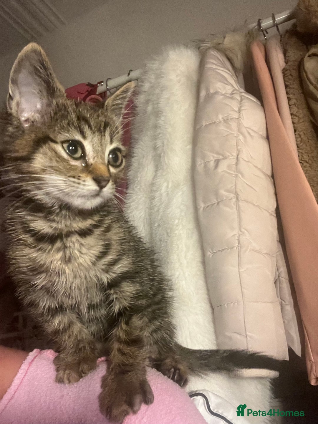 Domestic Shorthair cats for sale: Loving Male Tabby For Sale - Image 3