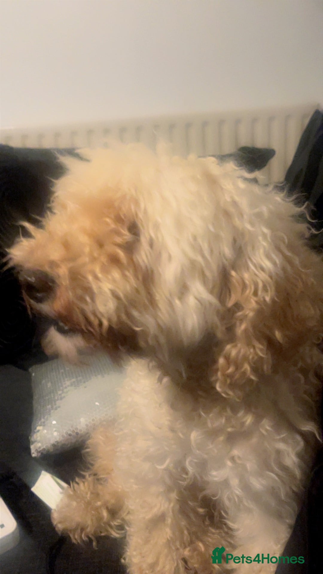 Australian Labradoodle dogs for sale: Meet Yasmin! - Advert 13