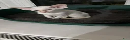 Oriental cats for sale: Oriental and Siamese kittens.  - Advert 2