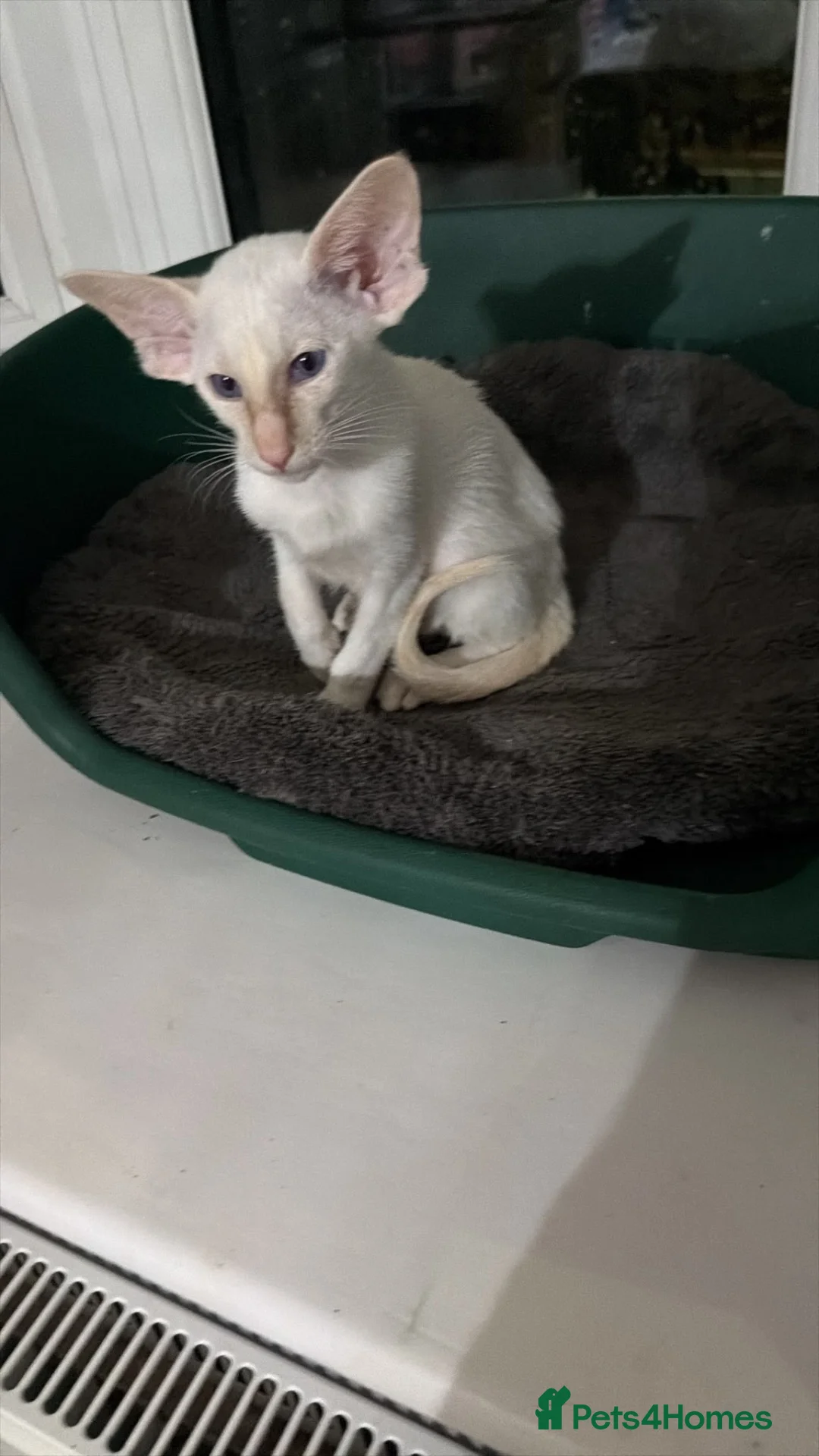 Oriental cats for sale: Oriental and Siamese kittens.  - Advert 2