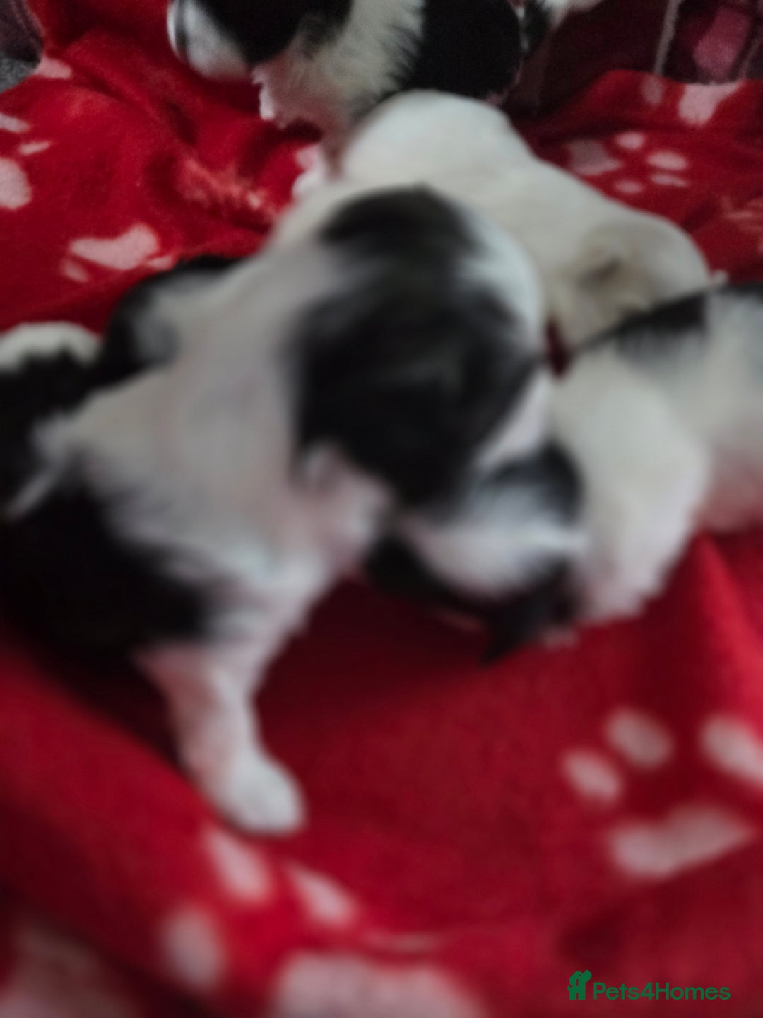 Maltese dogs for sale: 3 boys 1 girl x maltese puppies - Advert 11