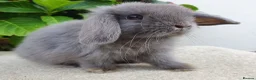 Mini Lop rabbits for sale: Baby mini lop boy available now - Advert 4