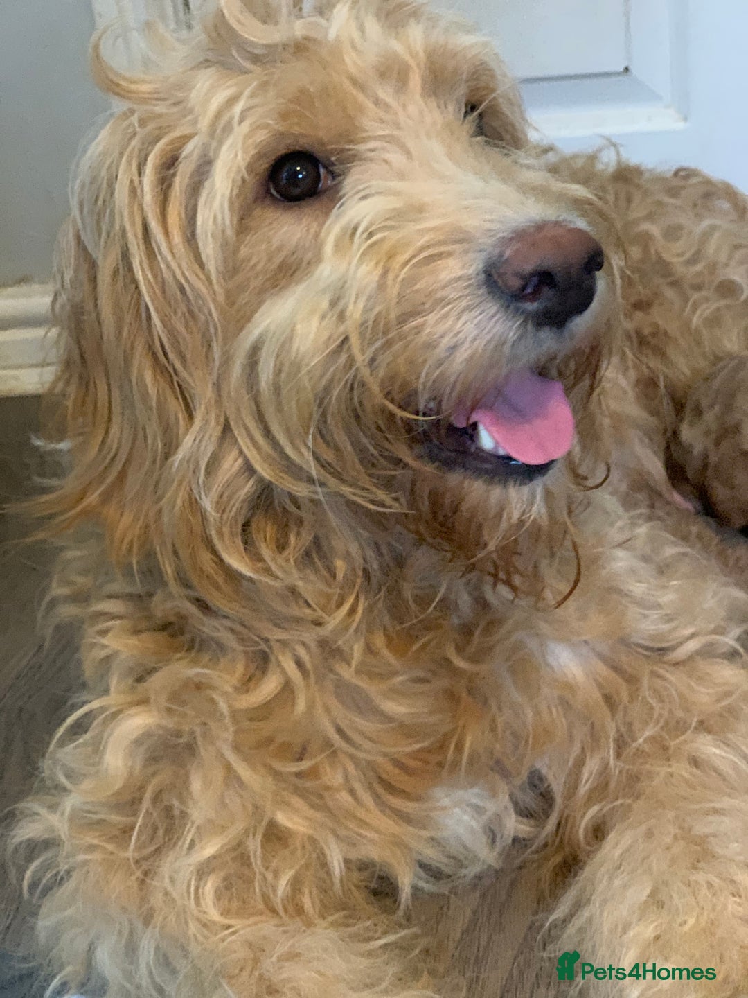 Double Doodle dogs for sale: Beautiful rare litter of Double Doodles - Image 6