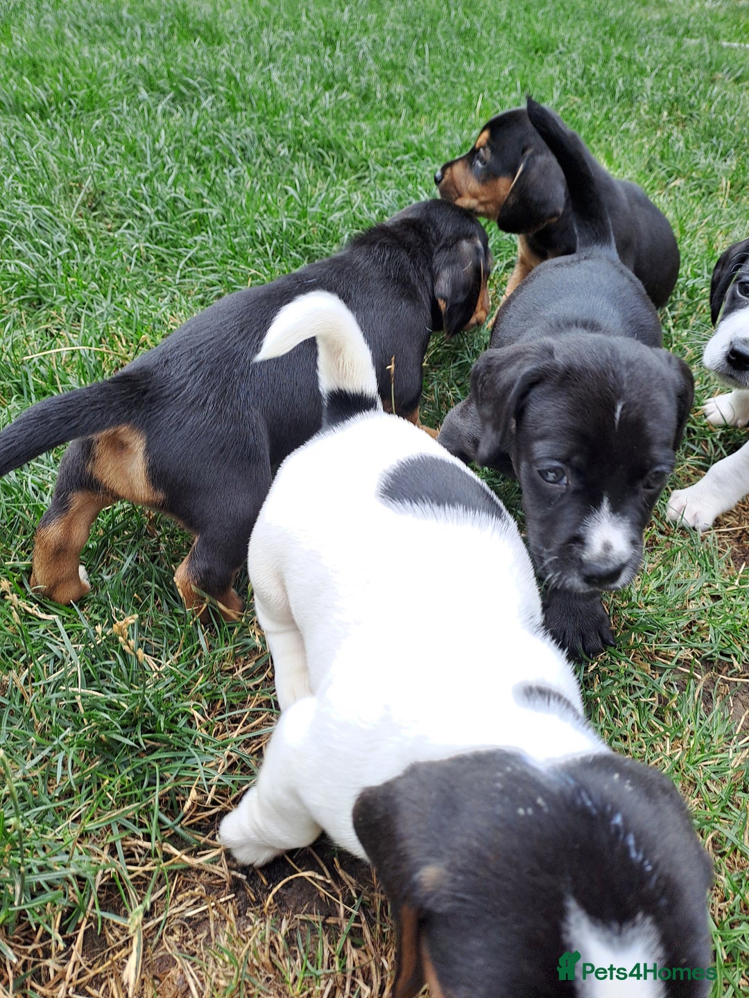 Mixed Breed dogs for sale: Jack Russell and Coker Spaniel  - Image 6