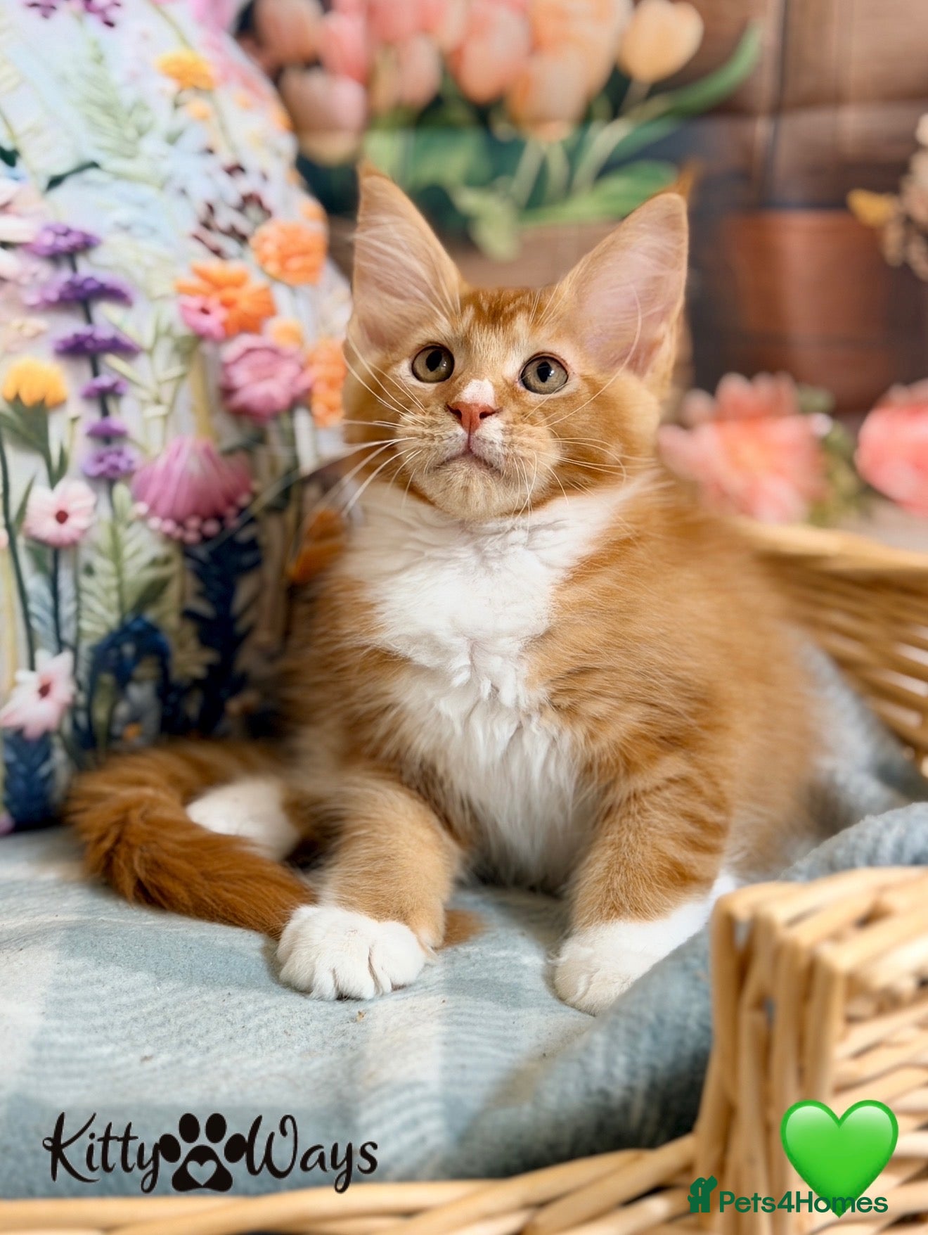 Maine Coon cats 🐾🦁 *TICA REG* GINGER MAINE COON KITTENS🦁🐾 - Advert 2