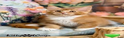 Maine Coon cats for sale: 🐾🦁 *TICA REG* GINGER MAINE COON KITTENS🦁🐾 - Advert 2