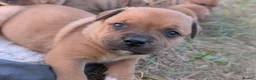 Staffordshire Bull Terrier dogs for sale: KC Red Staffords  - Advert 16