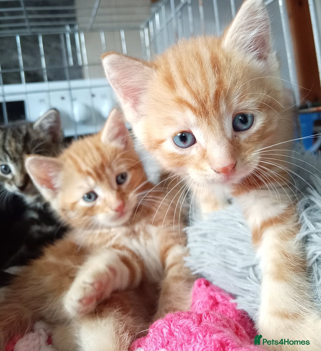 Mixed Breed cats for sale: Blue, eyed baby's  - Image 12