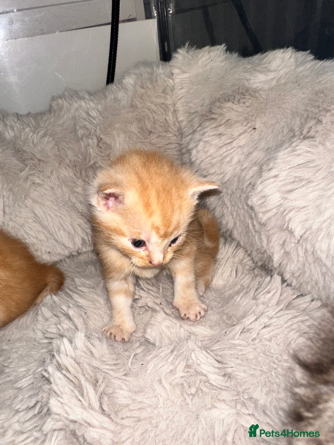 Maine Coon cats for sale: 5 MAINE COON X BABIES FOR SALE  - Advert 9