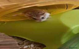 Hamster rodents for sale: asap small hamster - Image 5
