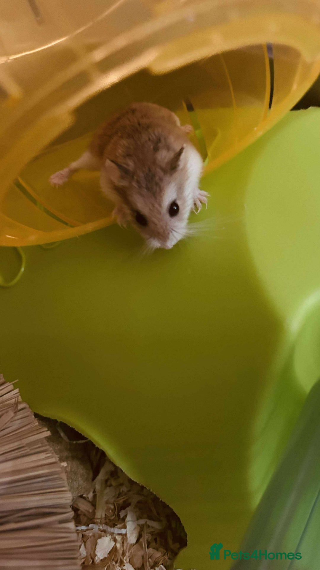 Hamster rodents for sale: asap small hamster - Image 5