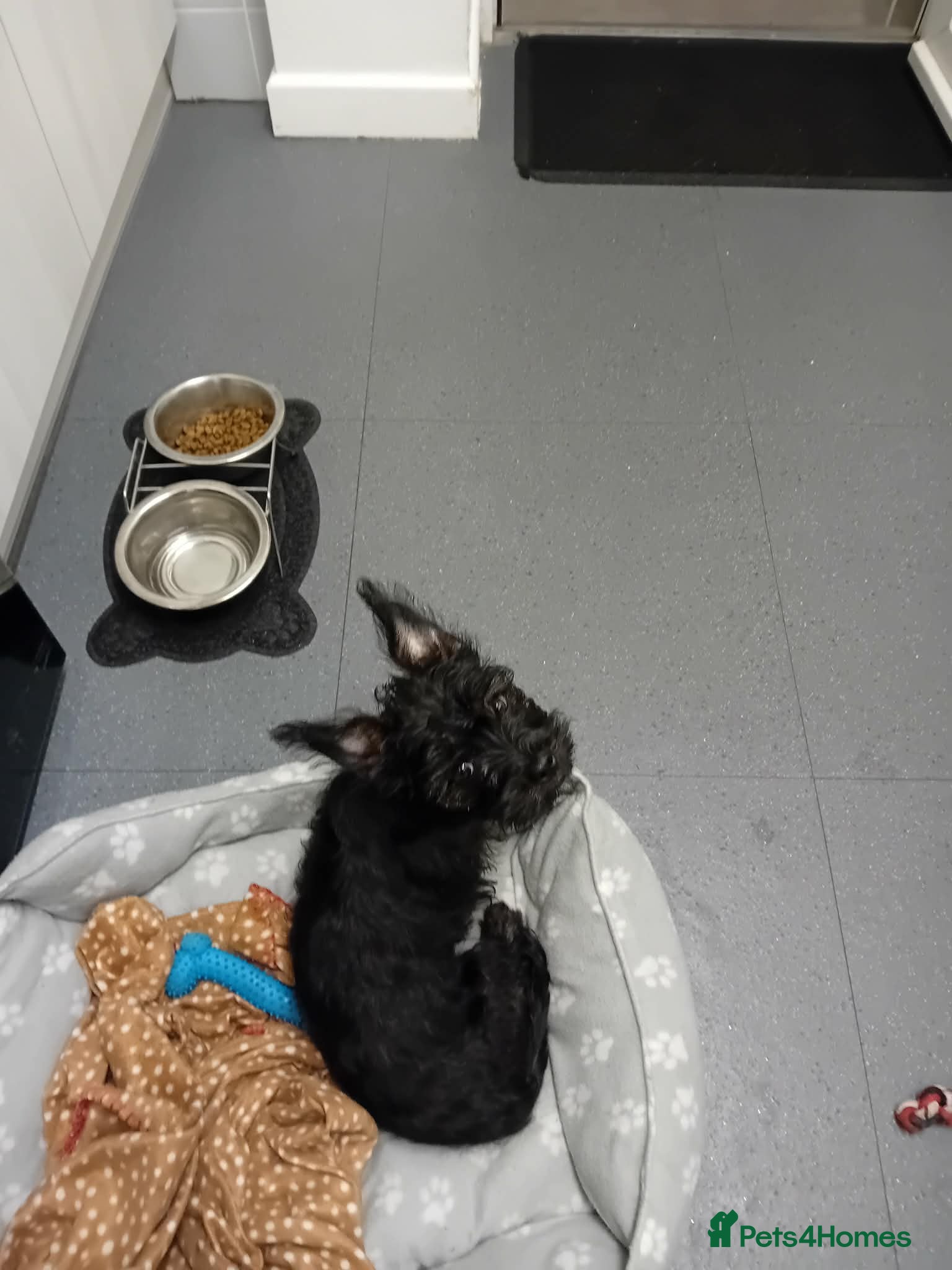 Mixed Breed dogs Frorkie pup for sale - Advert 2
