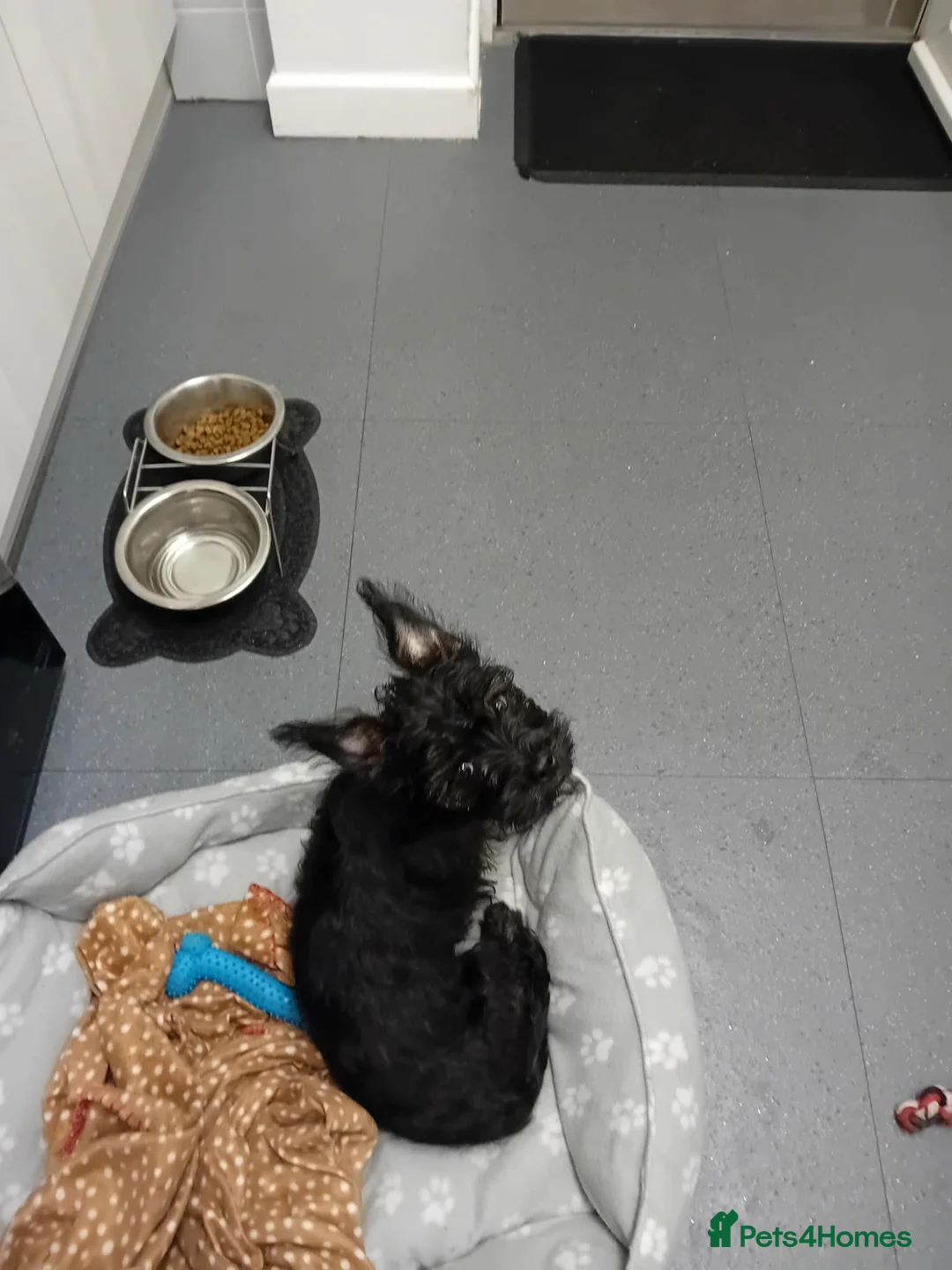 Mixed Breed dogs for sale: Frorkie pup for sale - Advert 2