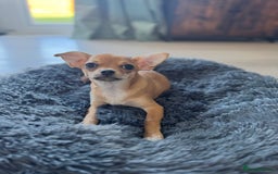 Chihuahua dogs for sale: Beautiful sweet Chihuahua for sale  - Image 8