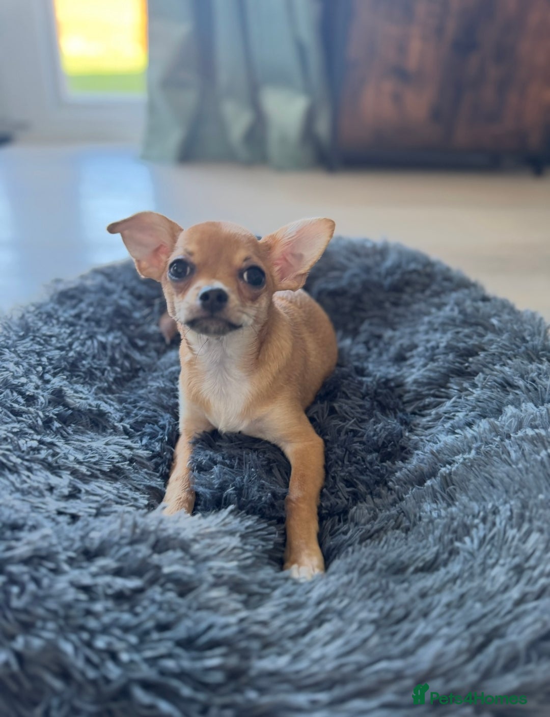 Chihuahua dogs for sale: Beautiful sweet Chihuahua for sale  - Image 8