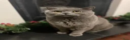 British Shorthair cats for sale: British shorthair male cat in London (6 years old) in London - Advert 3