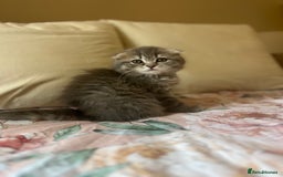 Scottish Fold cats for sale: Stunning long hair Scottish fold  - Image 7