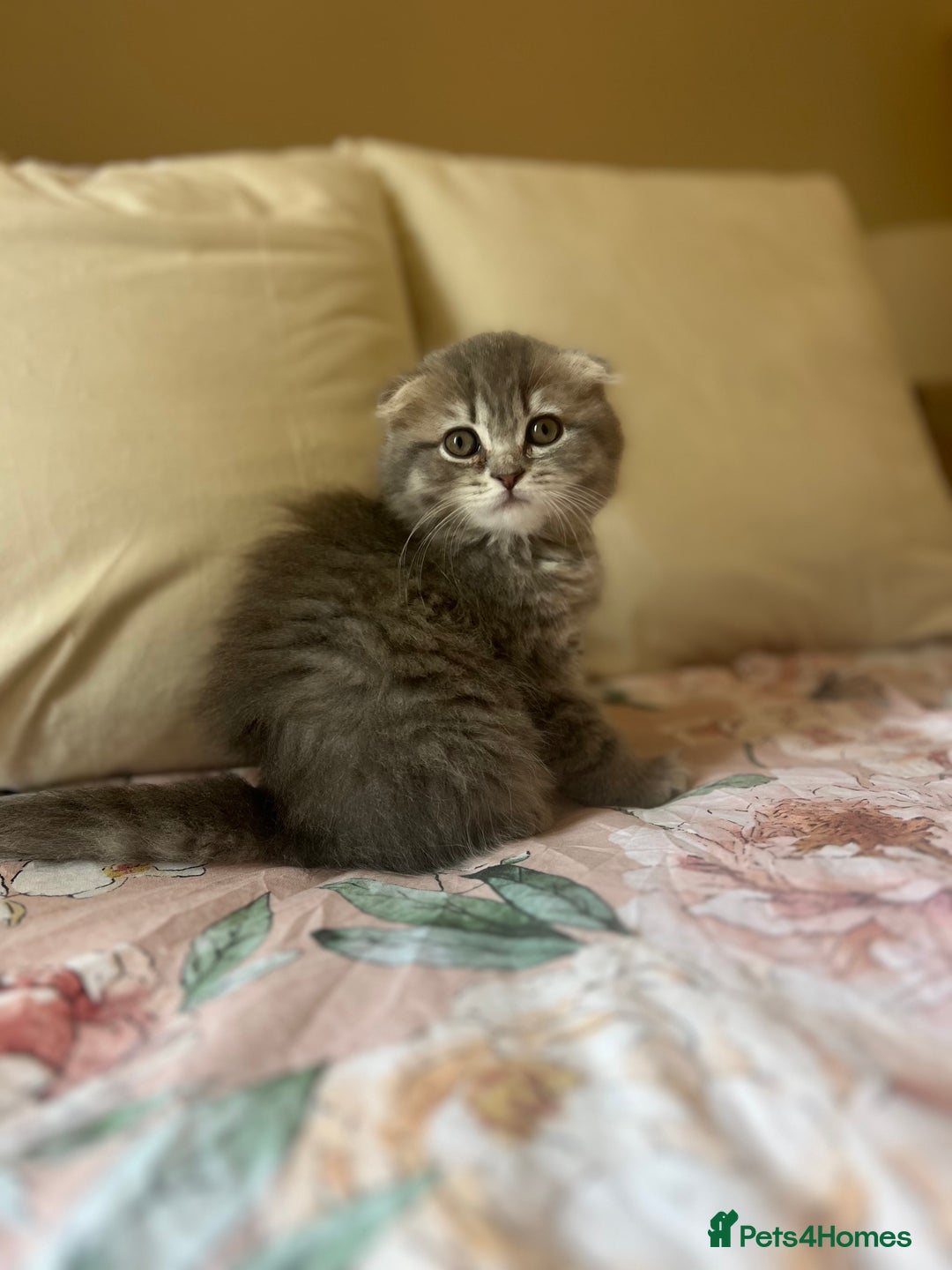 Scottish Fold cats for sale: Stunning long hair Scottish fold  - Image 7