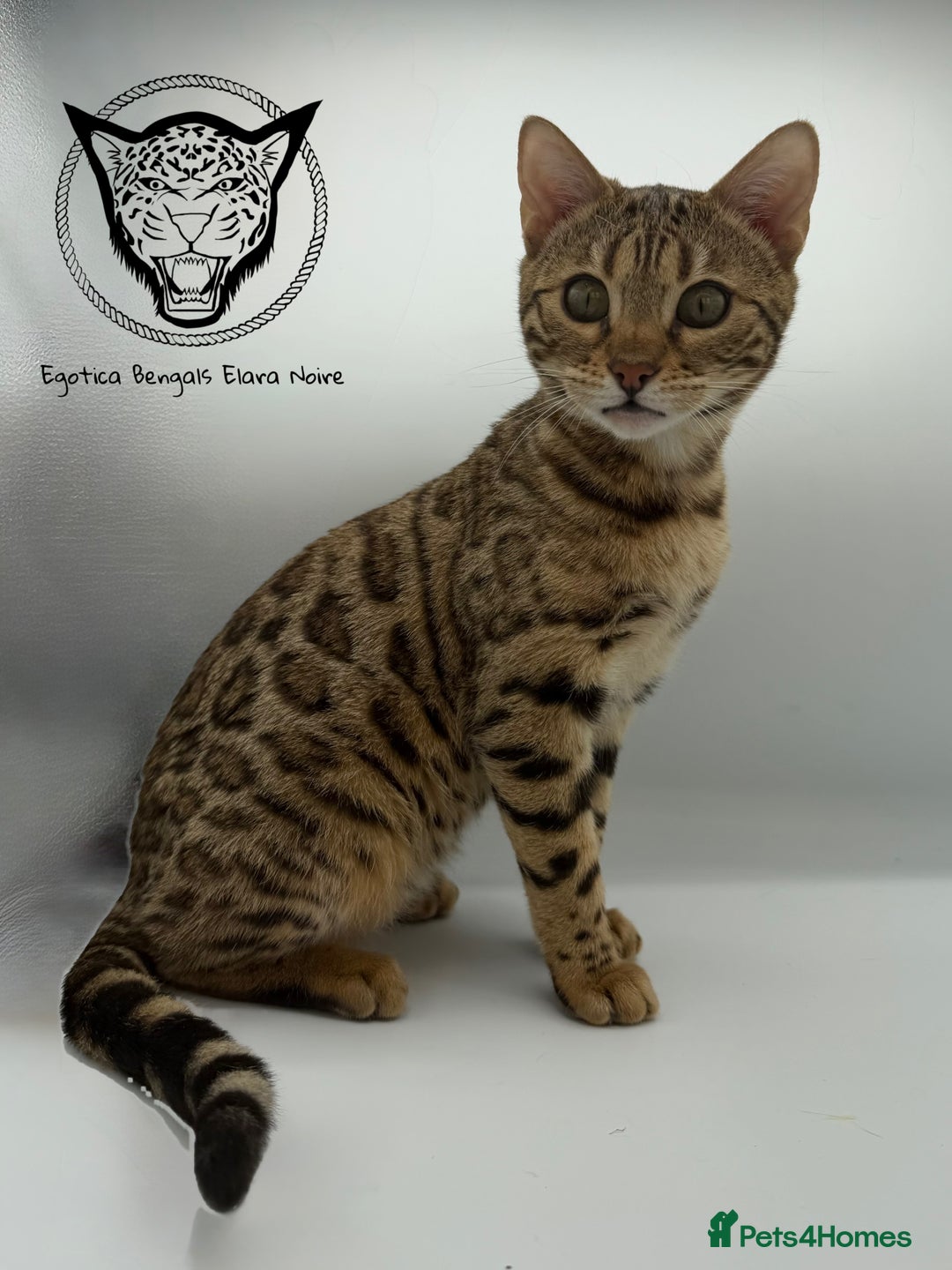 Bengal cats for sale: 🐆✨ GLITTER TICA 6TH GENERATION BENGAL KITTENS🐆✨ - Advert 21